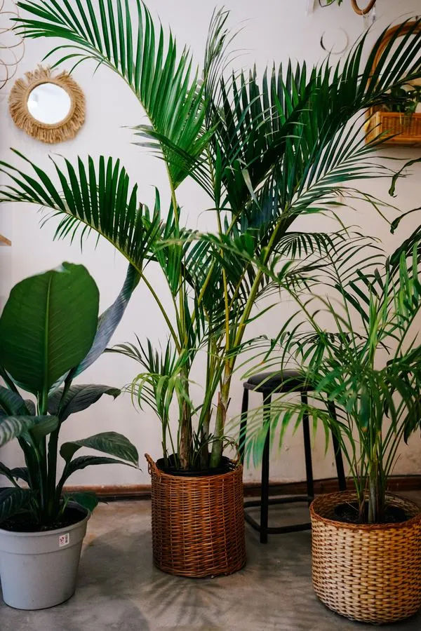 Flores y plantas — Florería María Lidia Rafaela