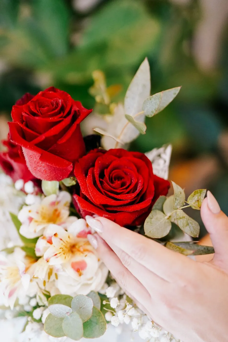 Rosas rojas frescas en primer plano