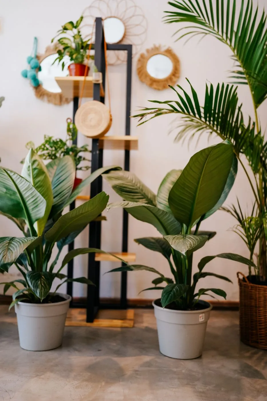 Plantas de interior en macetas