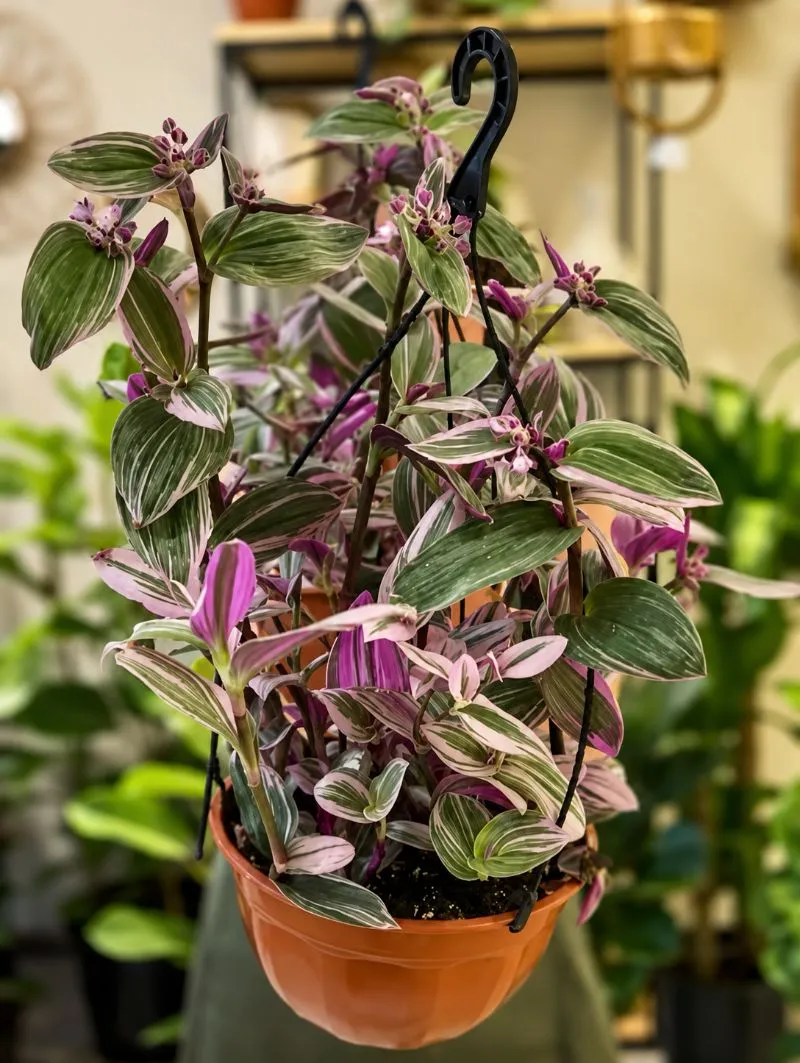 Planta colgante