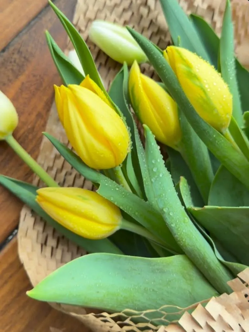 Tulipanes amarillos